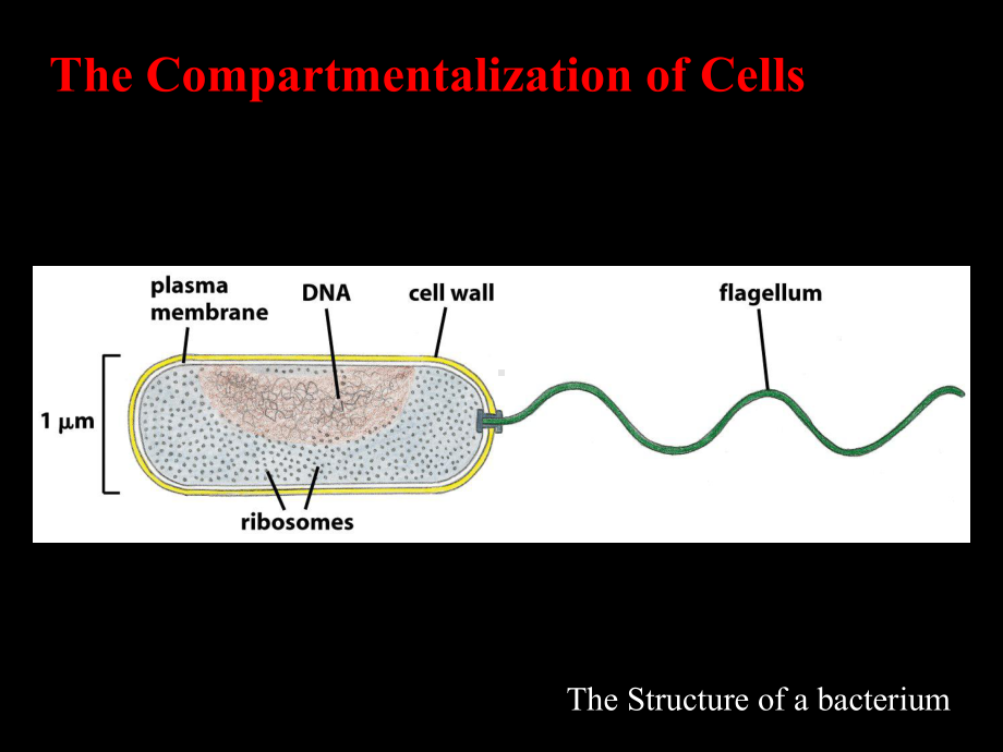 (完整PPT)第七章-细胞基质与细胞内膜系统-细胞生物学课件.ppt_第3页