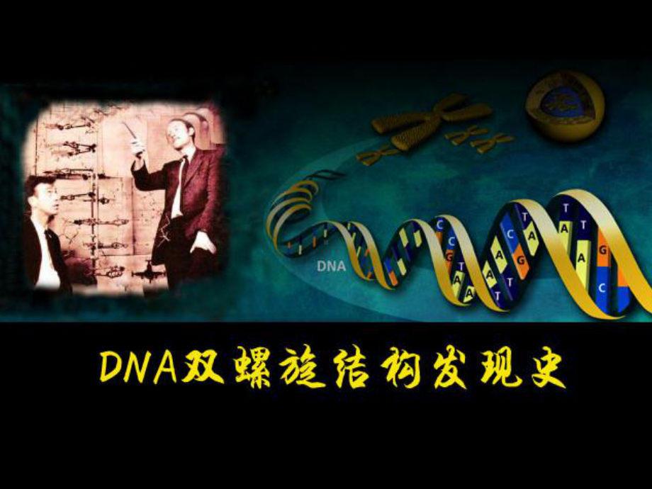 DNA双螺旋结构发现的历史与结构内容.课件.ppt_第1页