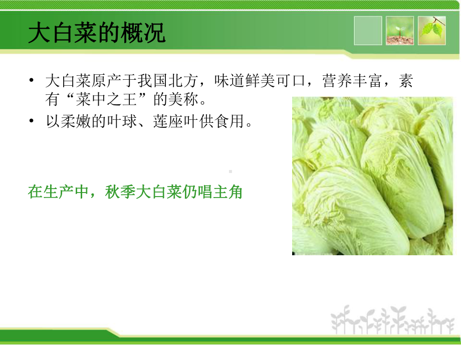 《大白菜的种植技术》PPT课件学习.ppt_第3页