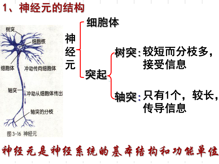 《信息的处理-神经系统》课件.ppt_第1页