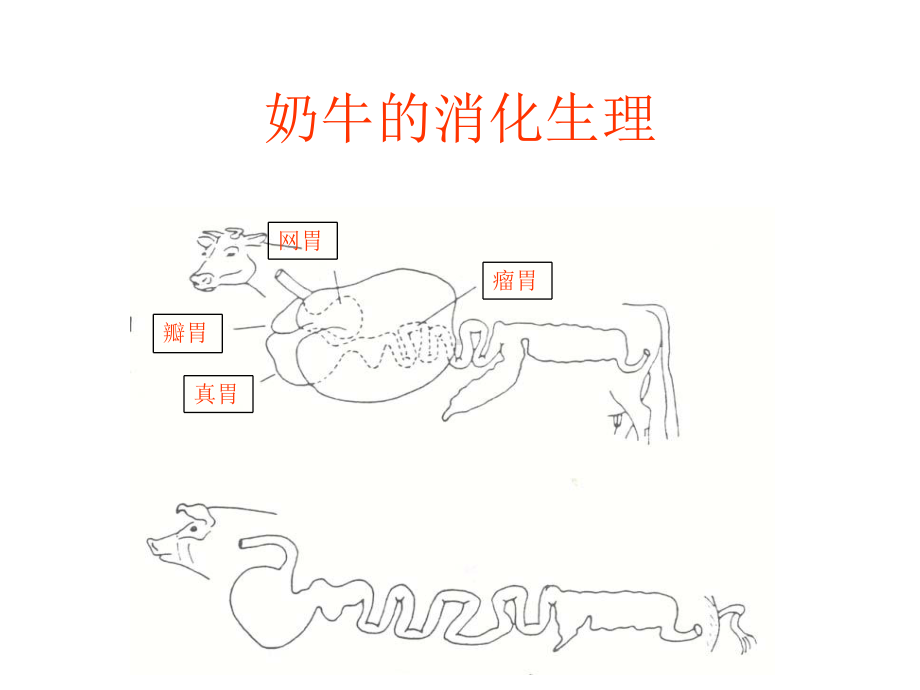 FGM1反刍生理与营养课件.ppt_第3页