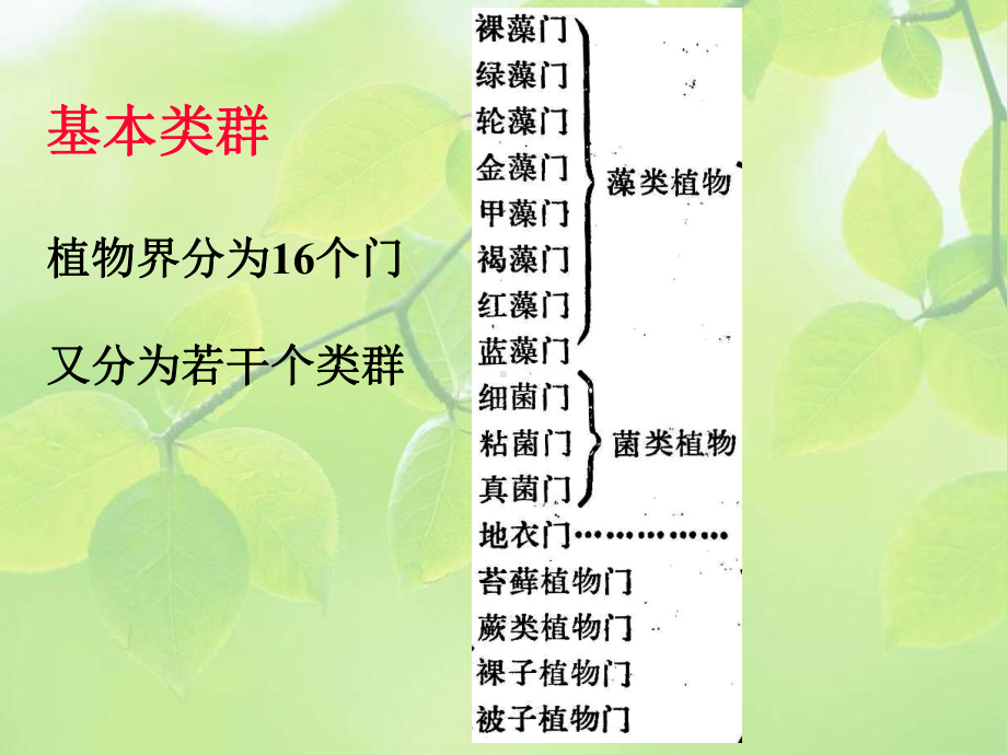 《植物学》植物界的基本类群与演化课件.ppt_第2页