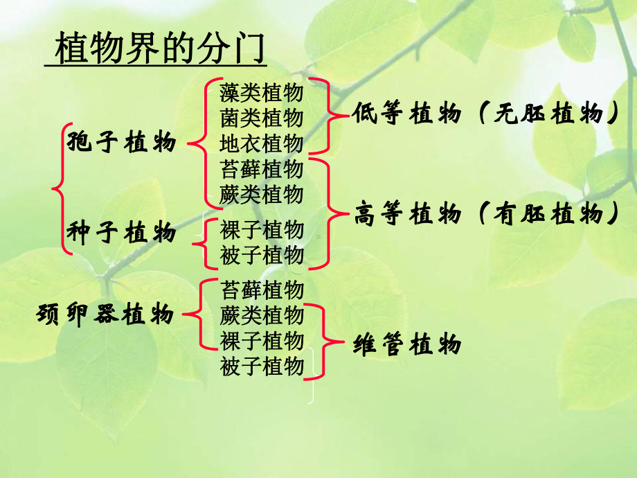 《植物学》植物界的基本类群与演化课件.ppt_第3页