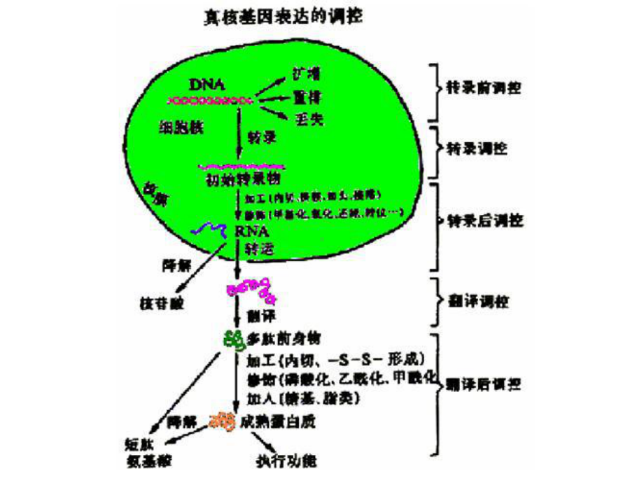 -第7章真核基因表达调控课件.ppt_第3页