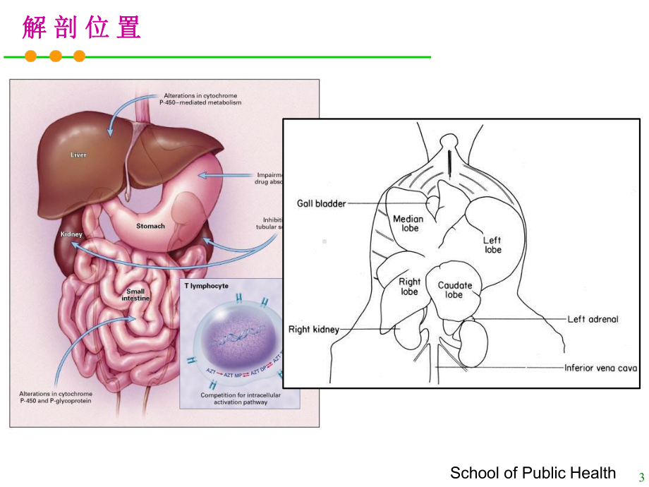 -肝脏毒理学试验课件.pptx_第3页