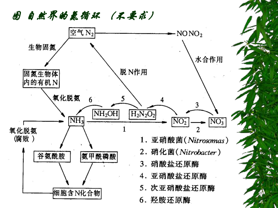 AminoAcid-Metabolism(氨基酸代谢)-课件.ppt_第3页