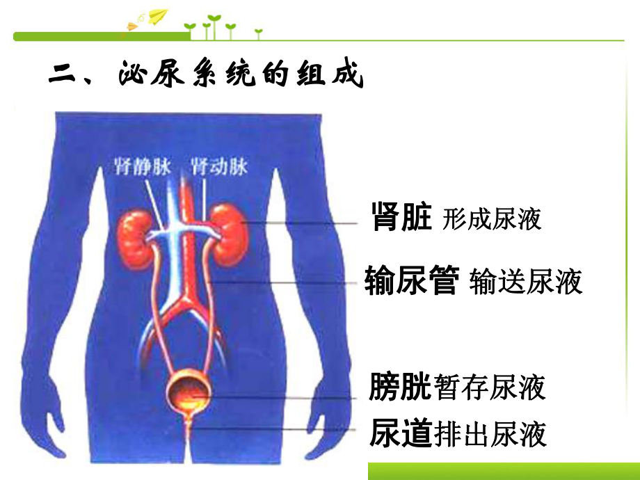 《人体内废物的排出》精品ppt课件6.ppt_第3页