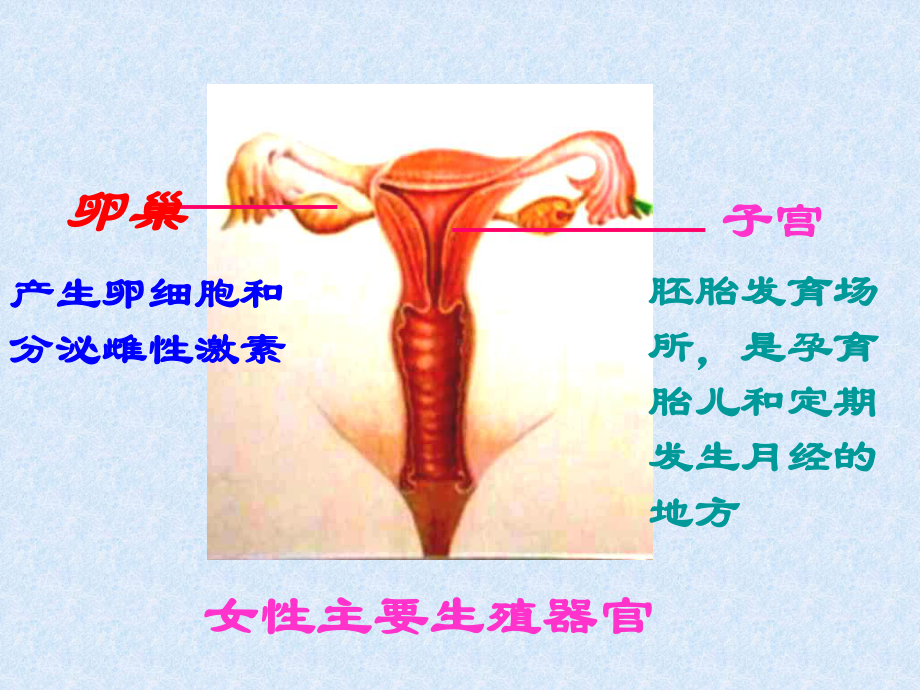 《人类的生殖和发育》课件.ppt_第3页