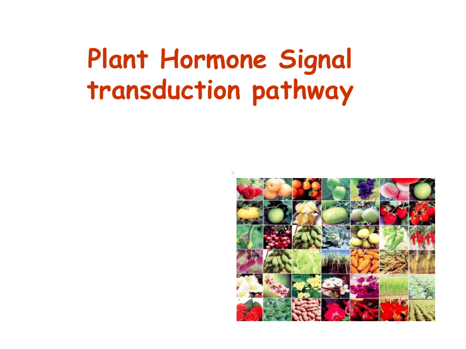 PlantHormoneSignaltransductionpathway植物激素信号转导通路课件.ppt_第1页