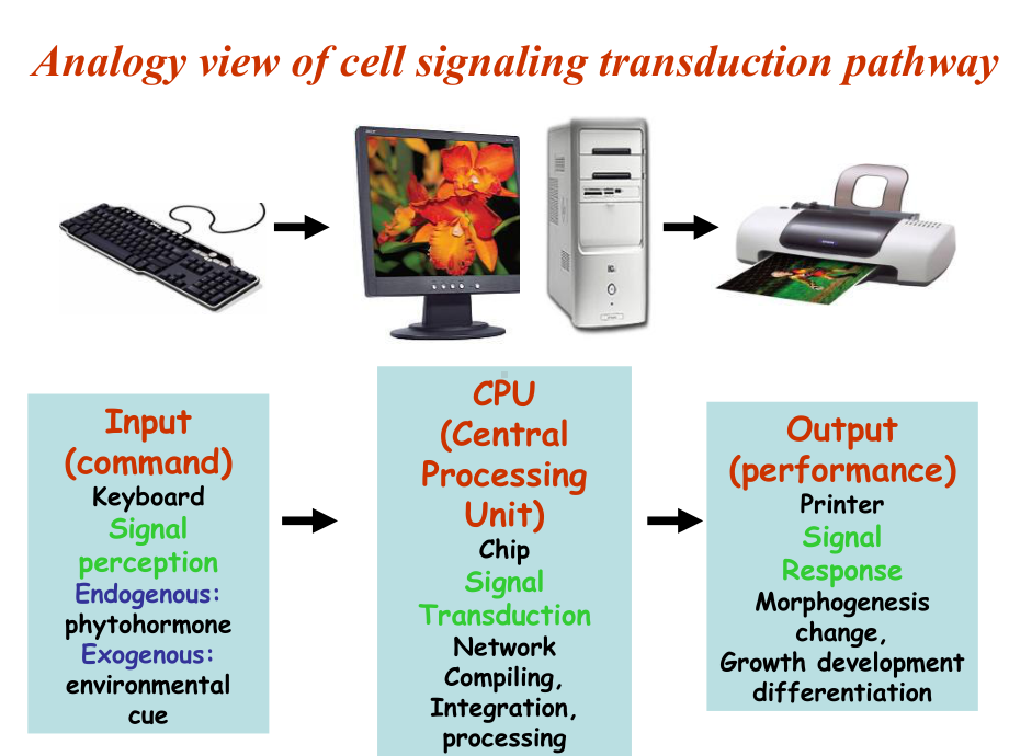 PlantHormoneSignaltransductionpathway植物激素信号转导通路课件.ppt_第3页