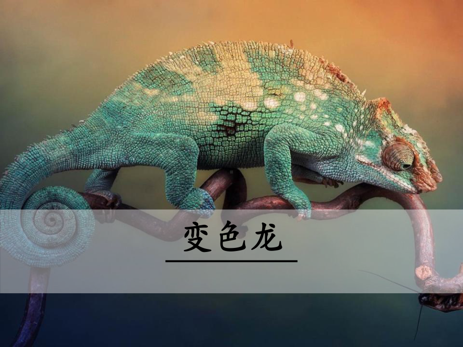 《变色龙》PPT课件下载.pptx_第1页