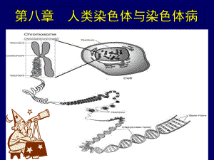 -人类染色体和染色体的识别课件.ppt