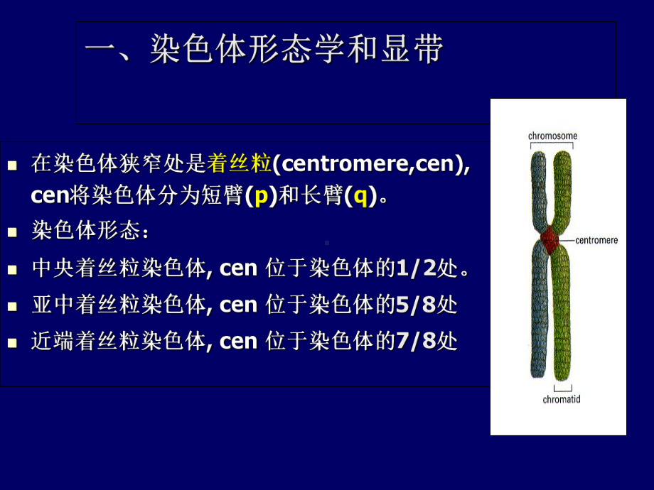 -人类染色体和染色体的识别课件.ppt_第3页