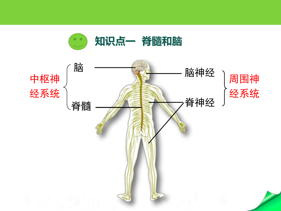 《人体的神经调节》PPT-1人体的神经调节课件.pptx_第3页