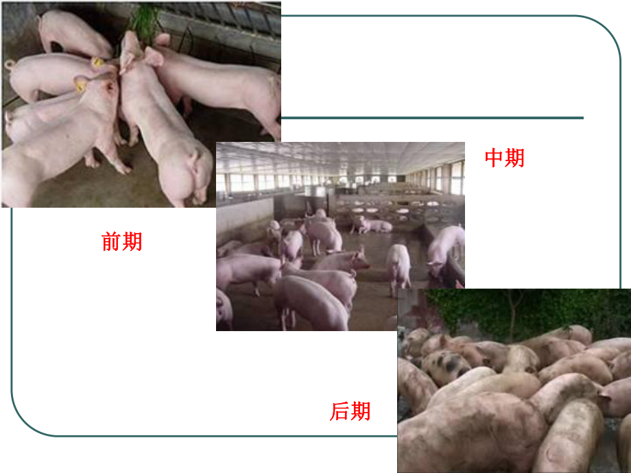 [畜牧兽医]肉猪生产课件.ppt_第3页