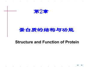 -第02章蛋白质的结构与功能课件.ppt