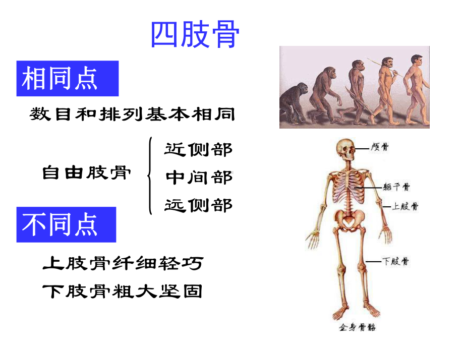 上肢骨-人体解剖学课件.ppt_第3页