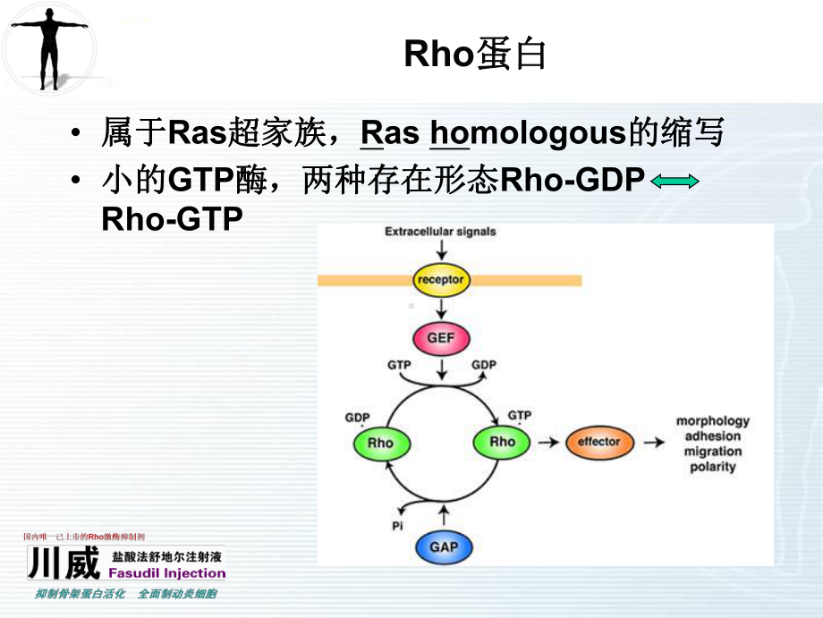 Rho激酶研究进展课件.ppt_第3页