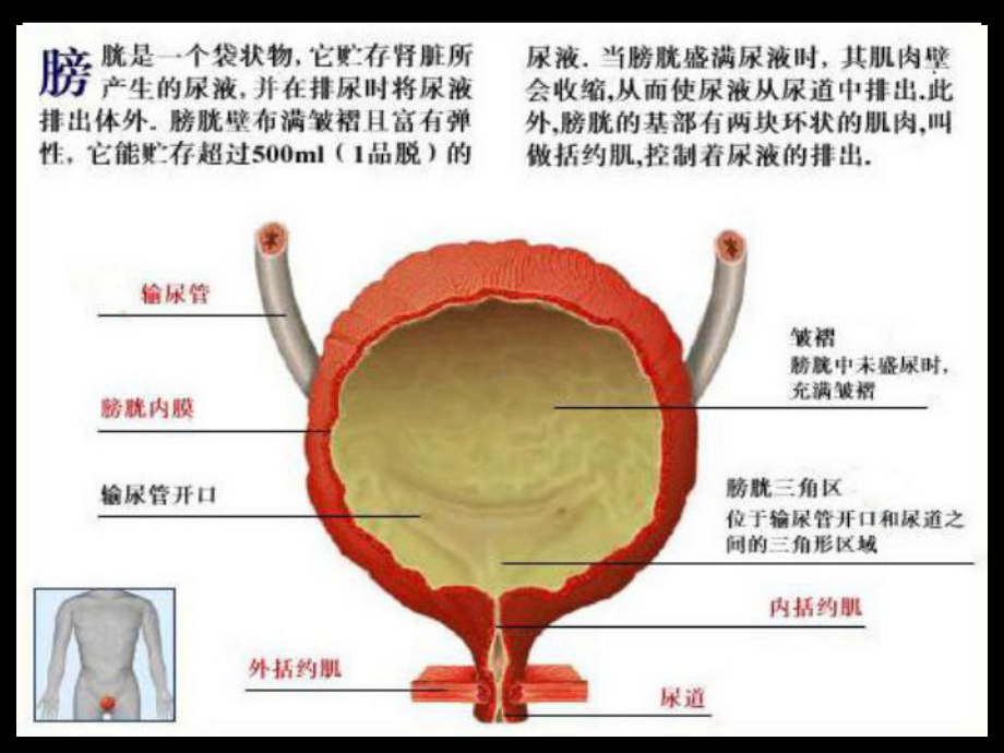 SCI的膀胱功能训练课件.ppt_第3页