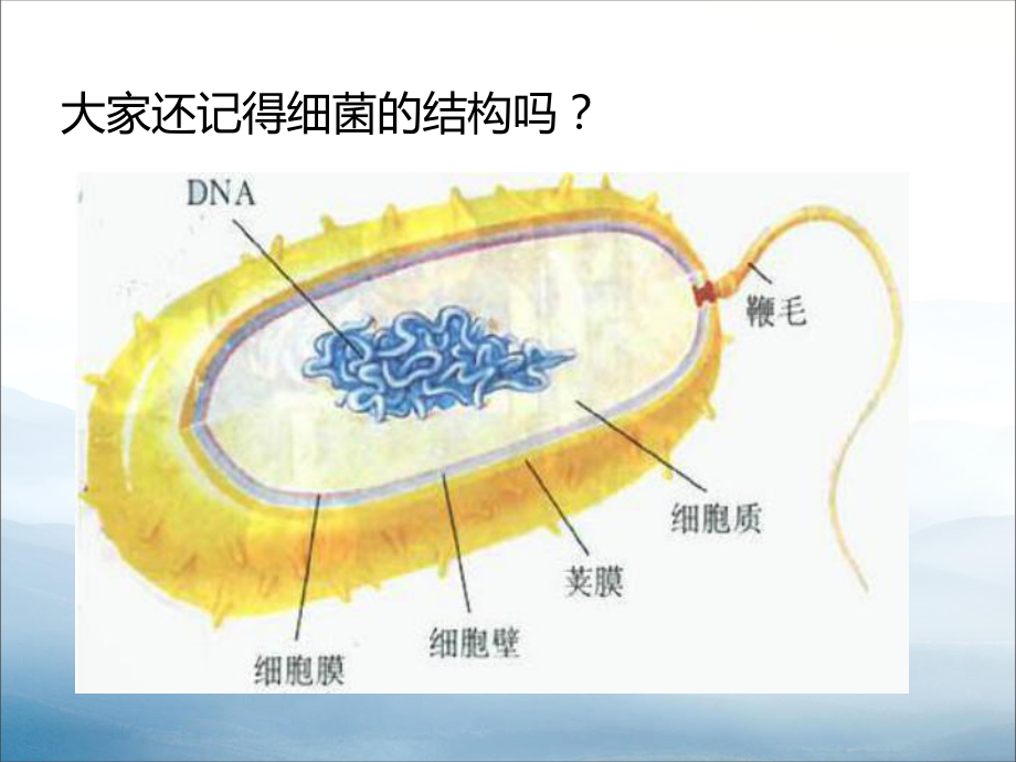 《细胞》PPT课件.pptx_第2页