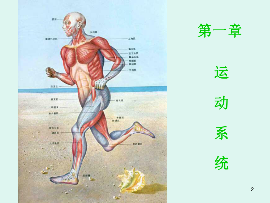 (完整版)系统解剖学运动系统课件.ppt_第2页