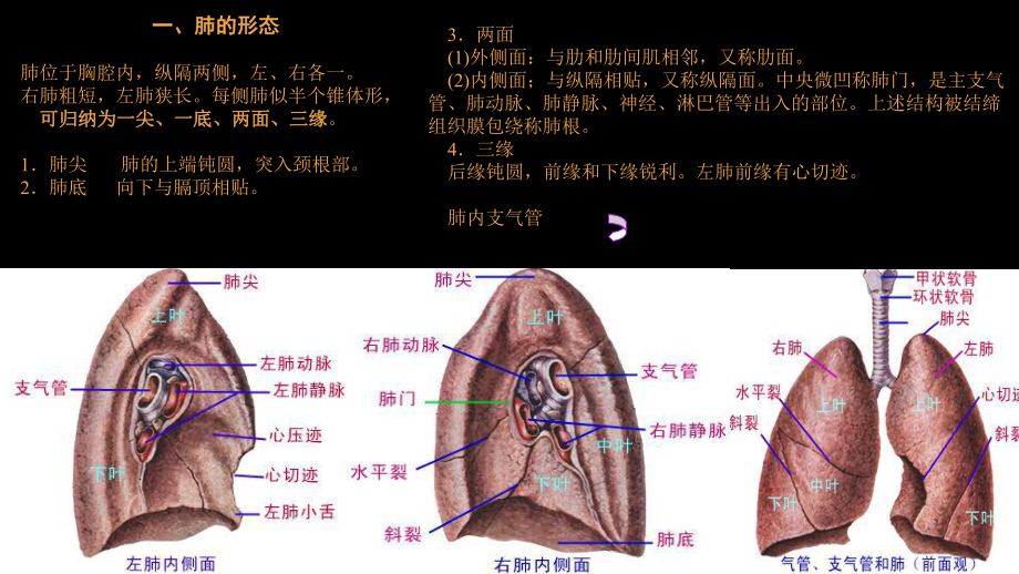 (完整版)肺部正常CT解剖课件.ppt_第3页