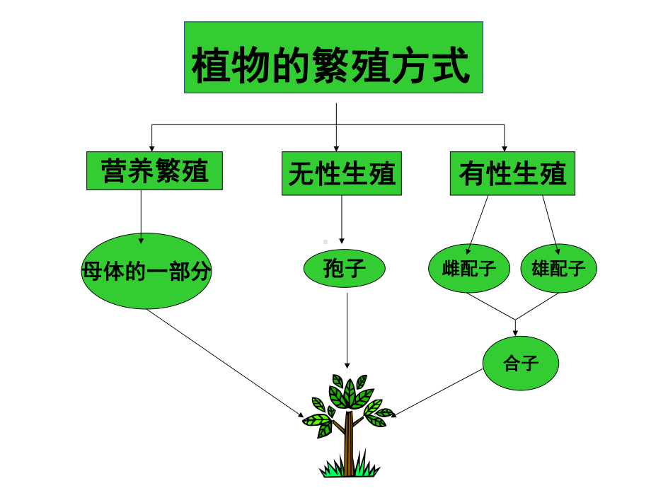 (完整版)被子植物生殖器官课件.ppt_第3页