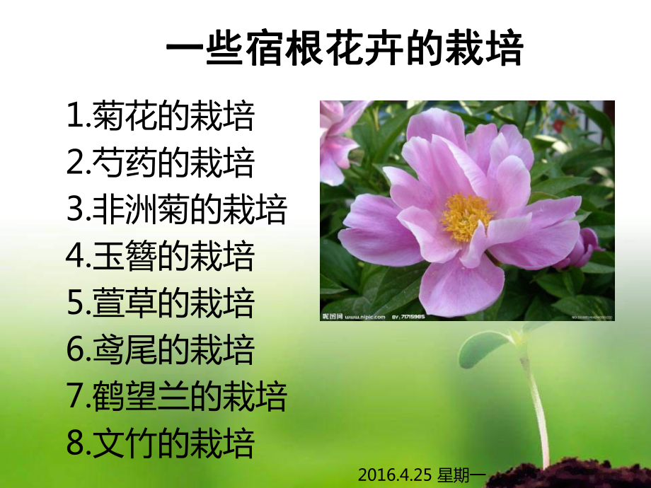 一些宿根花卉的栽培.课件.ppt_第1页