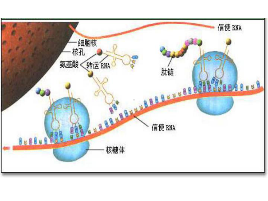 [中医中药]遗传信息的表达课件.ppt_第2页