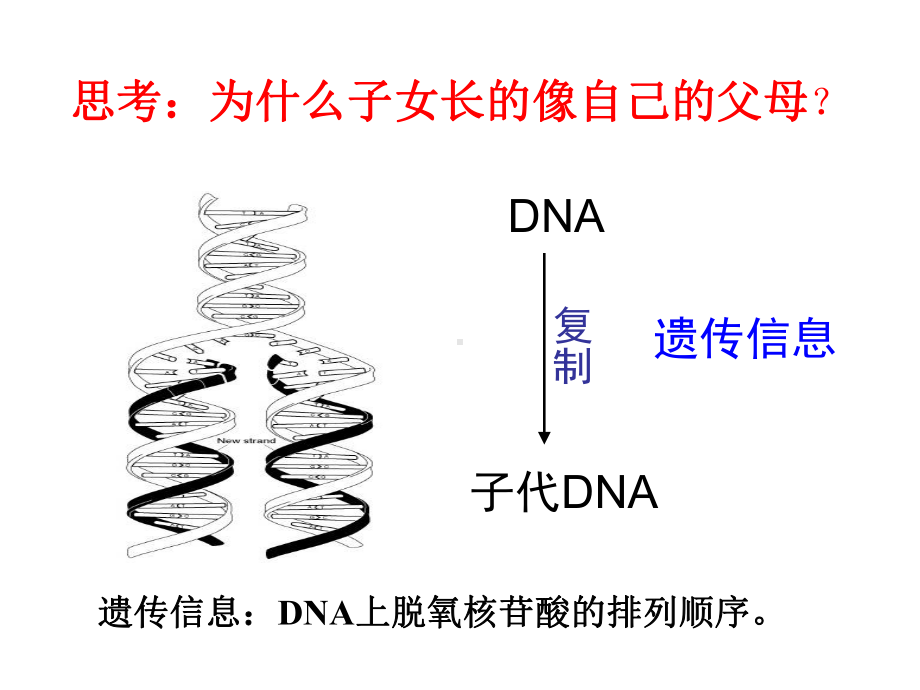 [中医中药]遗传信息的表达课件.ppt_第3页