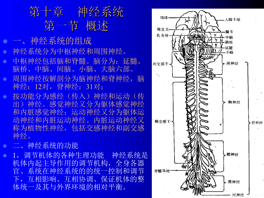 -人体组织学与解剖学10神经系统1课件.ppt_第1页