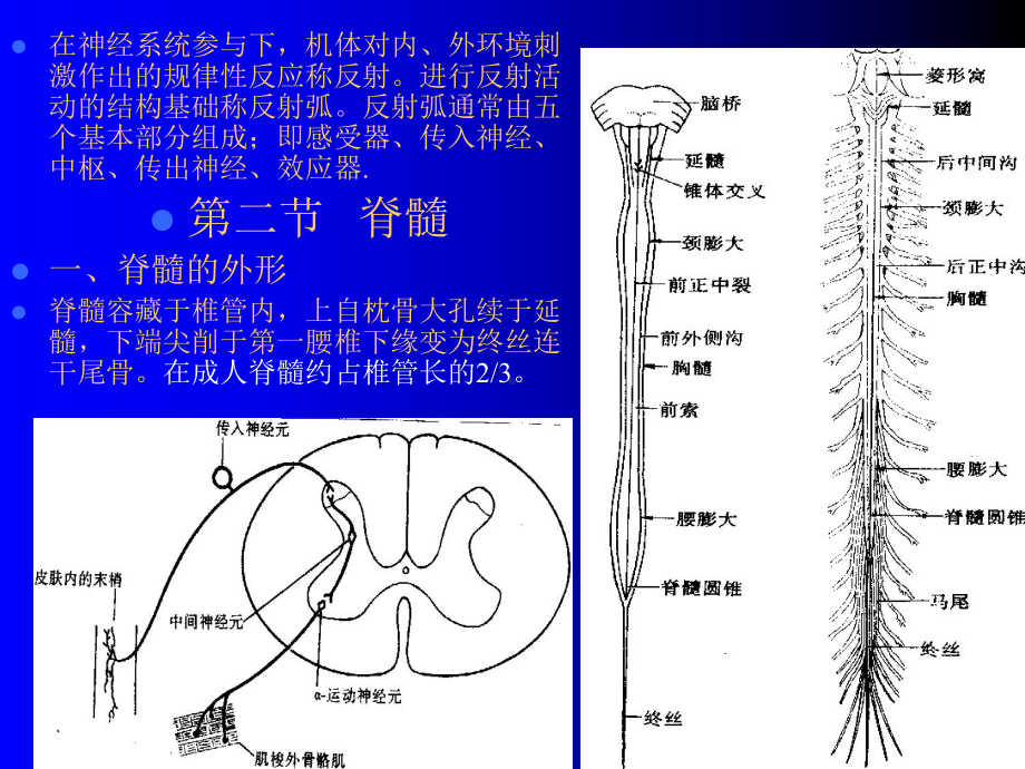 -人体组织学与解剖学10神经系统1课件.ppt_第3页