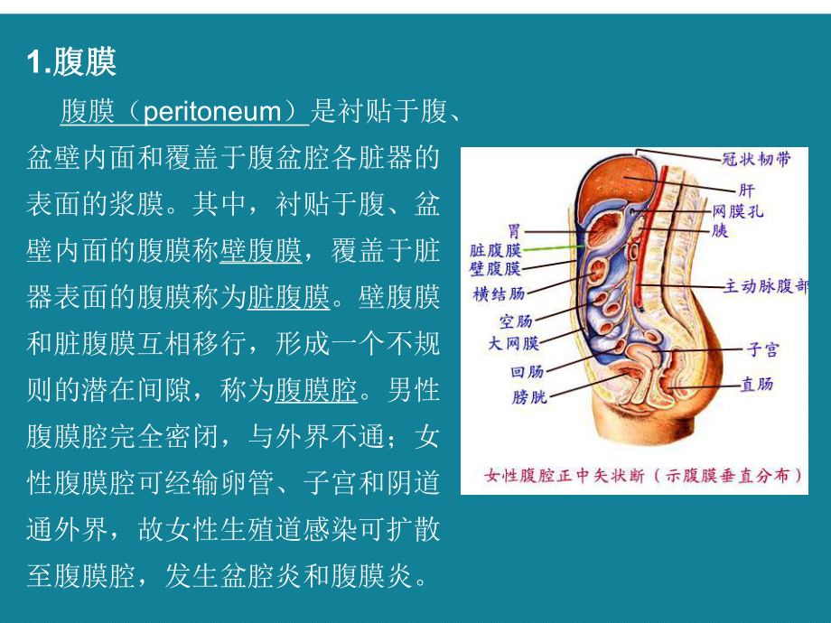 (优选)肠系膜脂膜炎的影像学表现课件.ppt_第3页