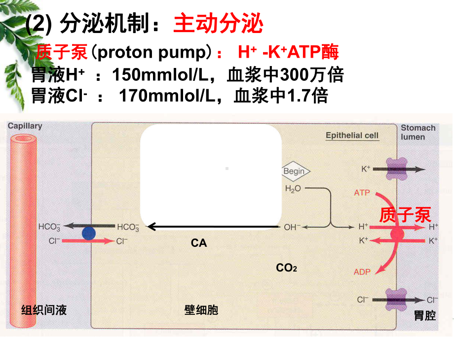 -12级药学本科-消化2课件.ppt_第3页