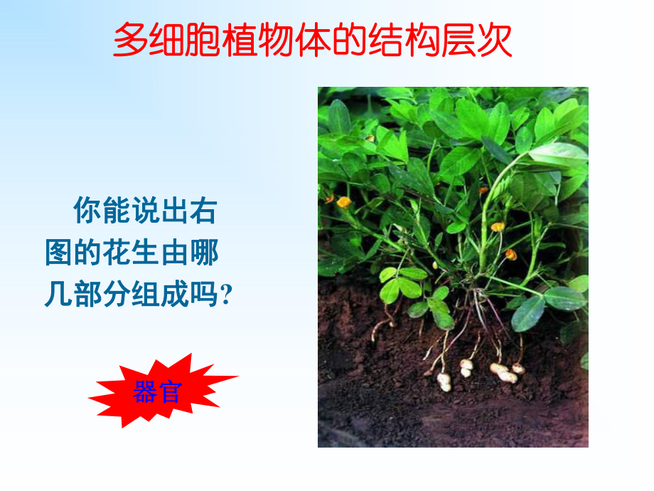 《多细胞生物体的结构层次》ppt实用课件.ppt_第3页