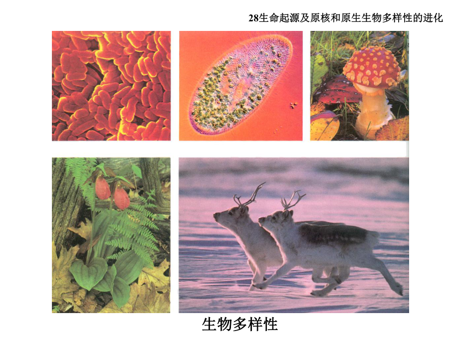 (完整PPT)28生物多样性的进化课件.ppt_第3页