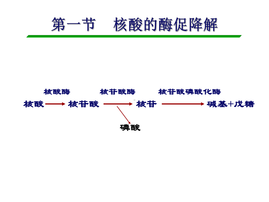 一节核酸酶促降解课件.ppt_第2页