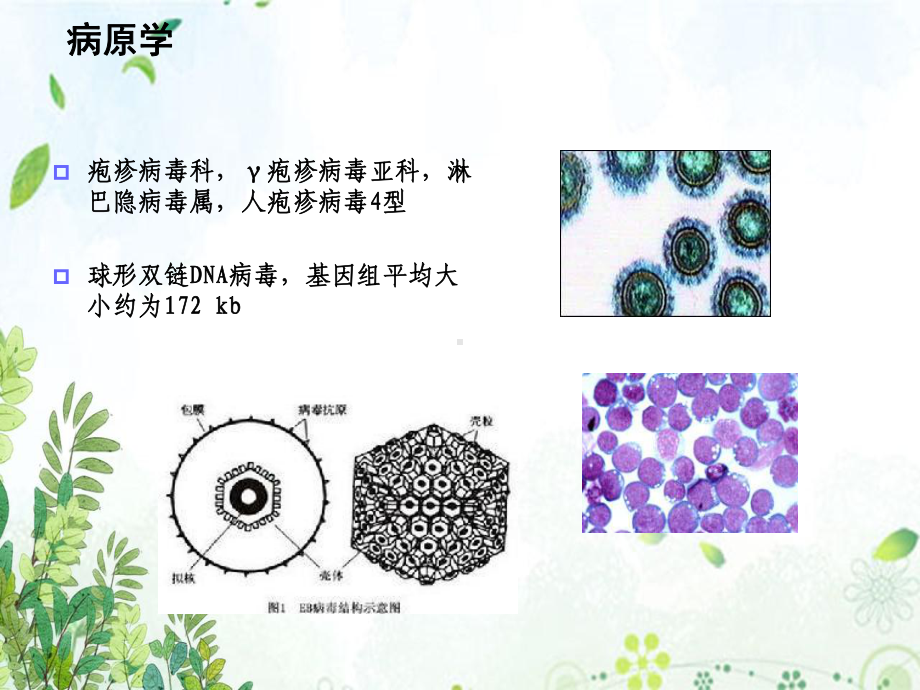 EB病毒检测技术进展及临床应用文稿演示课件.ppt_第3页