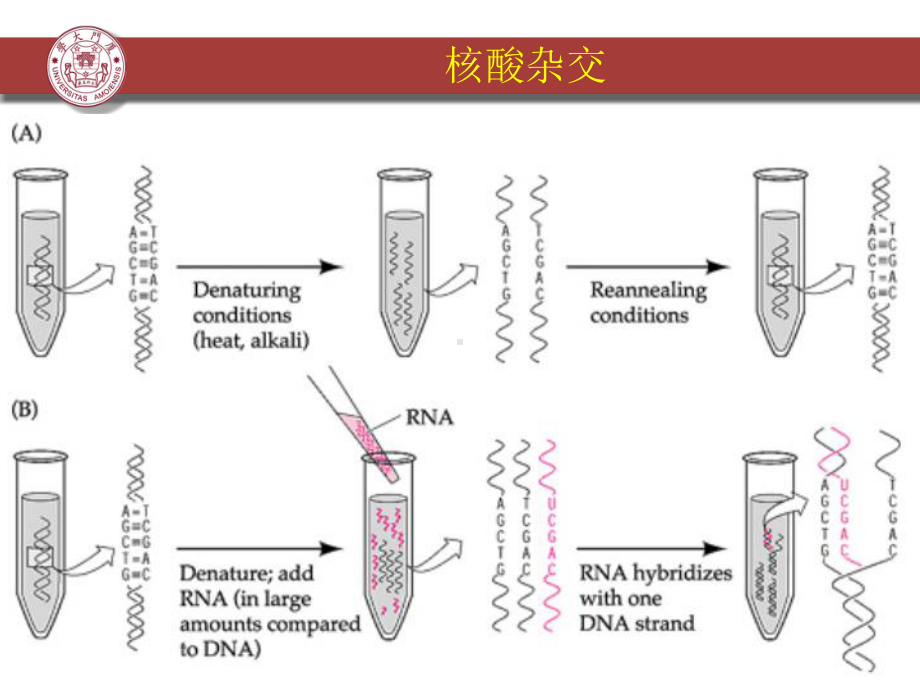 (完整版)4-转录组学研究方法课件.ppt_第3页