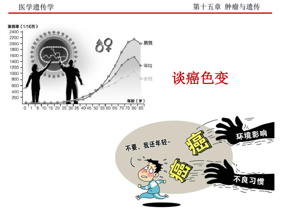 《遗传学》肿瘤与遗传课件.pptx_第3页