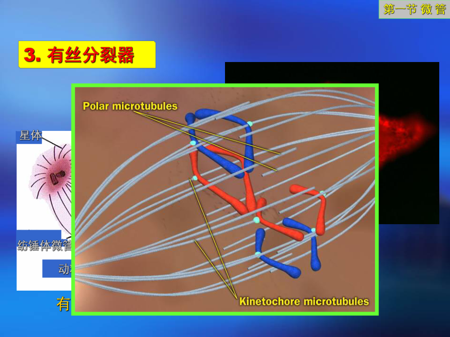 (完整版)细胞生物学课件12细胞骨架02.ppt_第1页