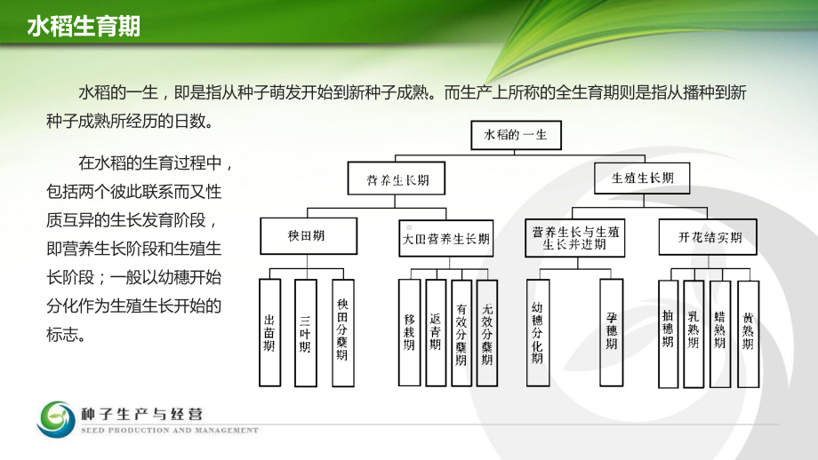 34水稻的生育期与生育时期课件.ppt_第3页