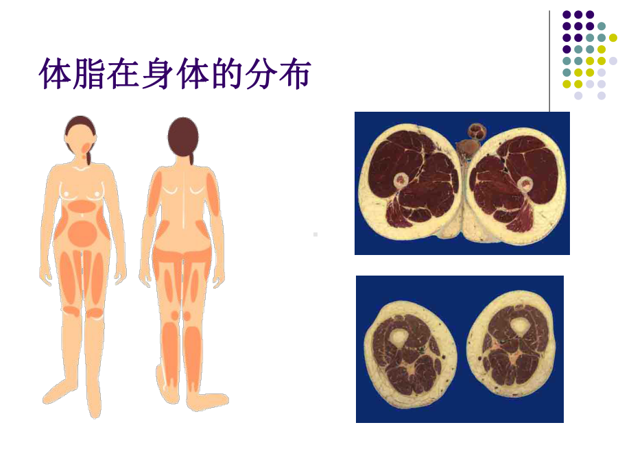 上臂围和皮褶厚度测量-共64页课件.ppt_第2页