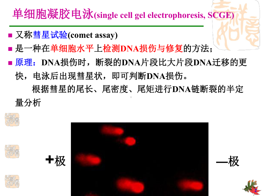 -操作讲义-实验八.彗星试验单细胞凝胶电泳(SCGE)课件.pptx_第2页