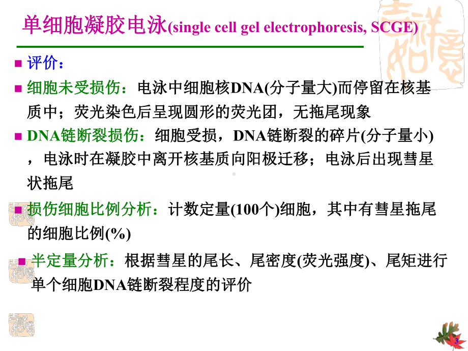 -操作讲义-实验八.彗星试验单细胞凝胶电泳(SCGE)课件.pptx_第3页