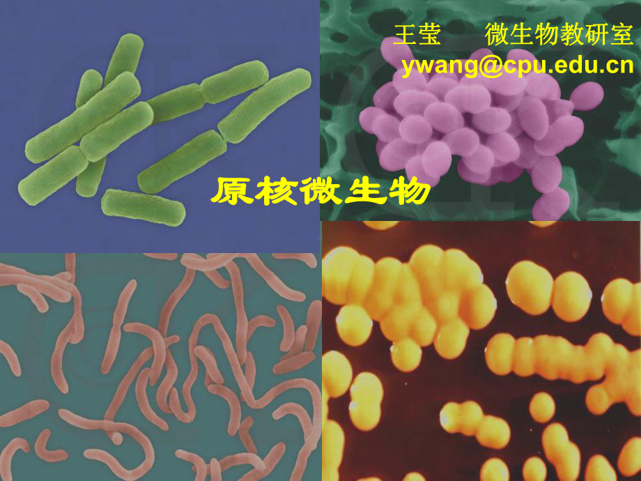 《微生物学与免疫学》2原核微生物课件.ppt_第1页