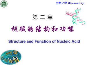 《生物化学》核酸的结构与功能课件.ppt