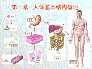 《人体基本结构》PPT课件-.ppt