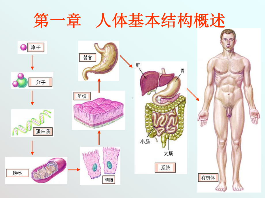 《人体基本结构》PPT课件-.ppt_第1页