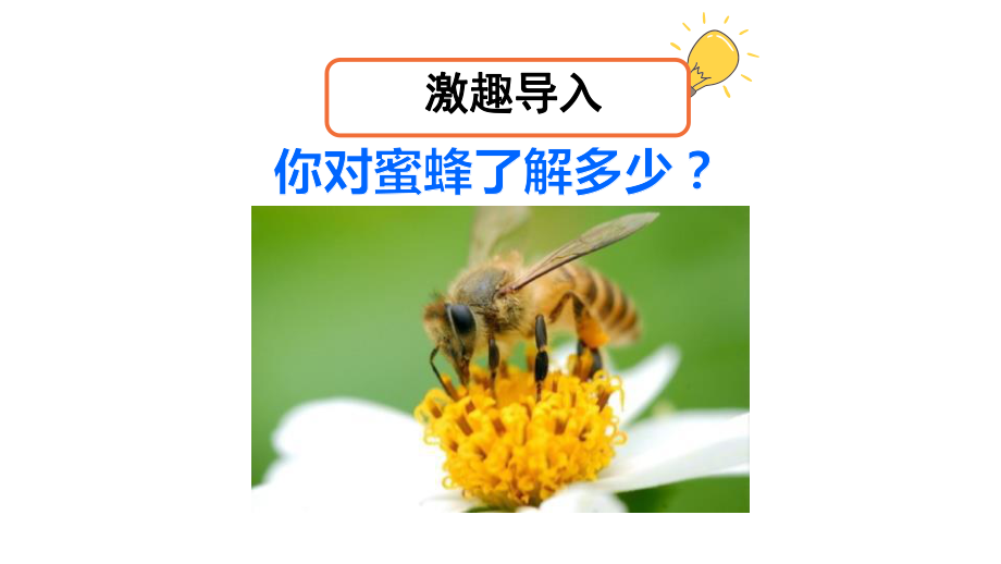 《蜜蜂》PPT(第一课时)课件.pptx_第2页